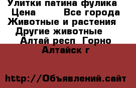 Улитки патина фулика › Цена ­ 10 - Все города Животные и растения » Другие животные   . Алтай респ.,Горно-Алтайск г.